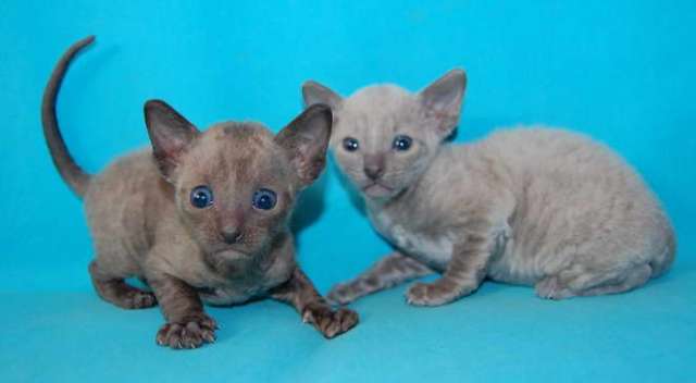Корниш рекс - кудрявые котята. Корниш рекс - кудрявые котята.