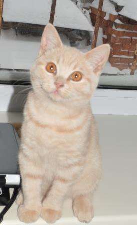 Продается британсий короткошерстный котенок