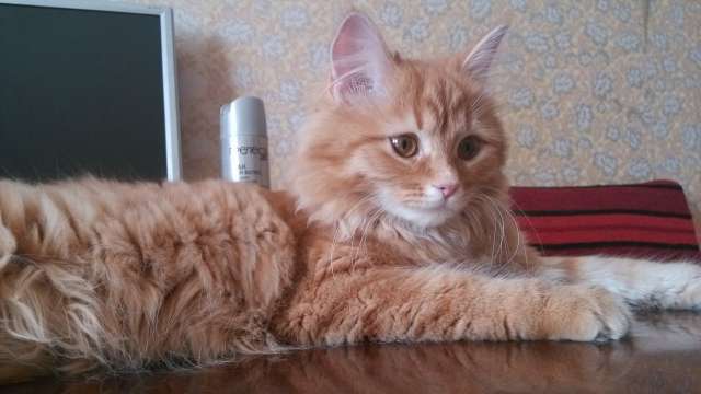 Отдам кошку в хорошие руки перс( с классическим носиком) Отдам кошку в хорошие руки перс( с классическим носиком)