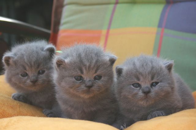 Британские котята, коты и кошки из питомника Британские котята, коты и кошки из питомника