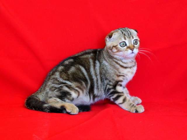 Шотландские вислоухие котята Art`s Family Шотландские вислоухие котята Art`s Family