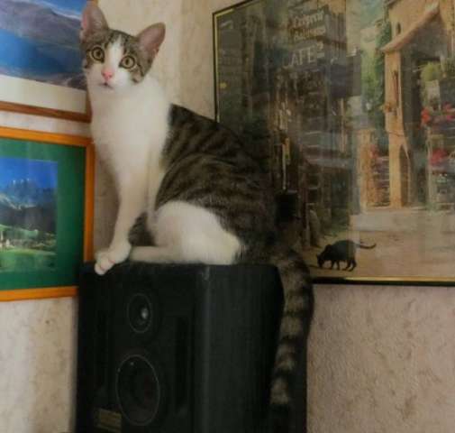 Море обаяния и океан позитива! Малышка Фенечка, котенок с золотым характером в дар! Море обаяния и океан позитива! Малышка Фенечка, котенок с золотым характером в дар!