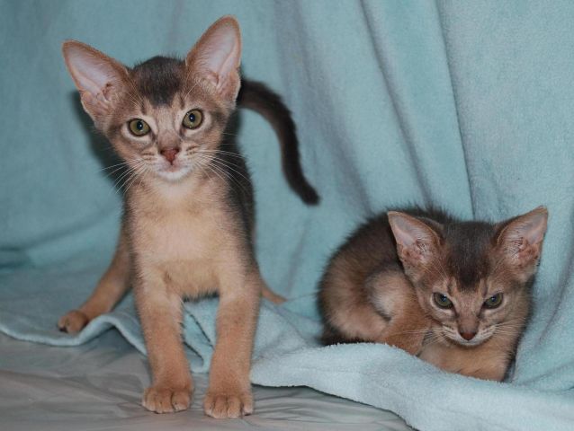 Продажа абиссинских котят. Продажа абиссинских котят.