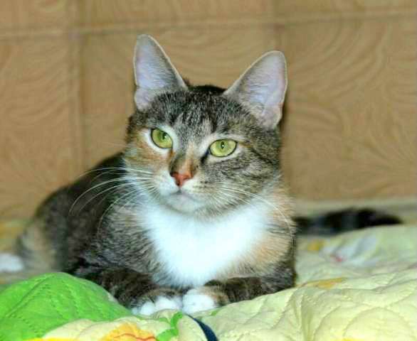 Афина, кошечка-домовушка, в дар. Афина, кошечка-домовушка, в дар.