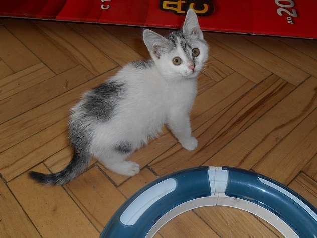 Отдам в дар 2 котят, б/п Отдам в дар 2 котят, б/п