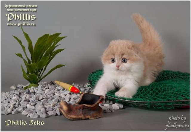 Отличные котята Отличные котята