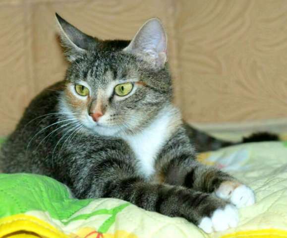 Афина, кошечка-зеленоглазка, в добрые руки. Афина, кошечка-зеленоглазка, в добрые руки.