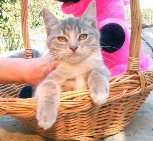 Красавица Дымка, голубокремовый котенок в дар.(5 мес, уже стерилизована!) Красавица Дымка, голубокремовый котенок в дар.(5 мес, уже стерилизована!)