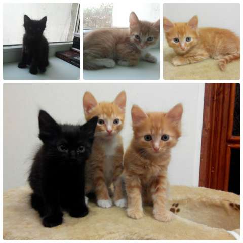 Котята в добрые руки Котята в добрые руки