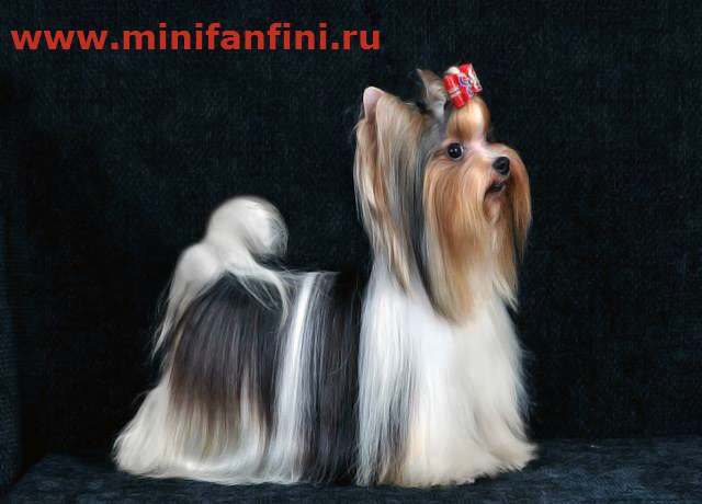 Вязка Бивер йорк мини, щенки, вязки http://minifanfini.ru/ Вязка Бивер йорк мини, щенки, вязки http://minifanfini.ru/