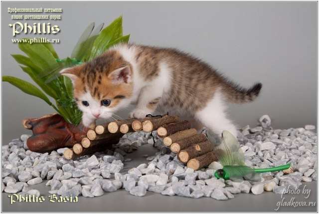 Отличные котята Отличные котята