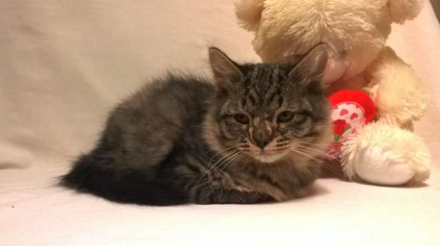 Котёнок с особенными лапками ищет дом Котёнок с особенными лапками ищет дом