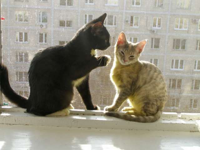 Котята гладкошерстные - в дар.м.Сходненская Котята гладкошерстные - в дар.м.Сходненская