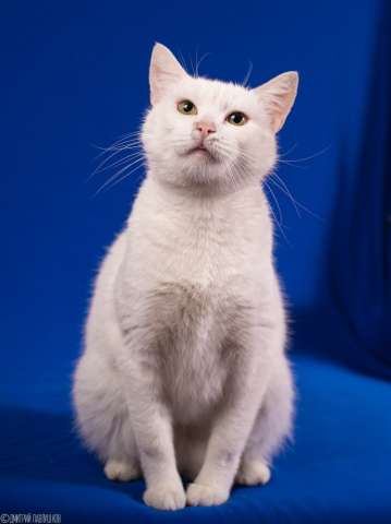 Кошечка в хрошие руки Кошечка в хрошие руки