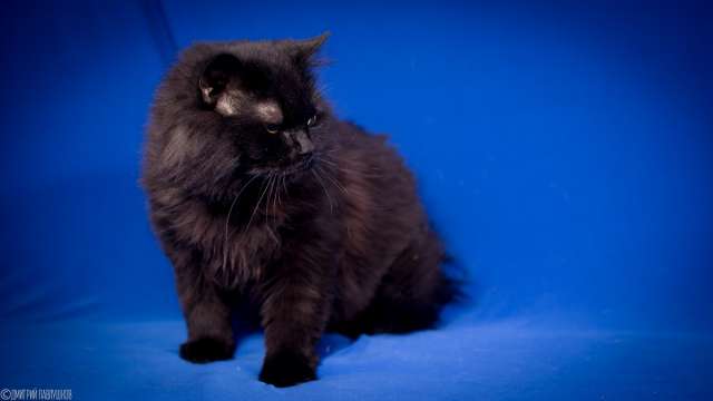 Котик в хорошие руки Котик в хорошие руки