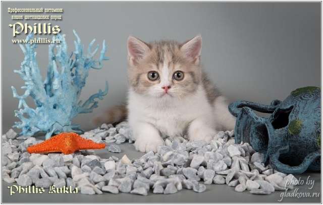 Шотландские котята Шотландские котята