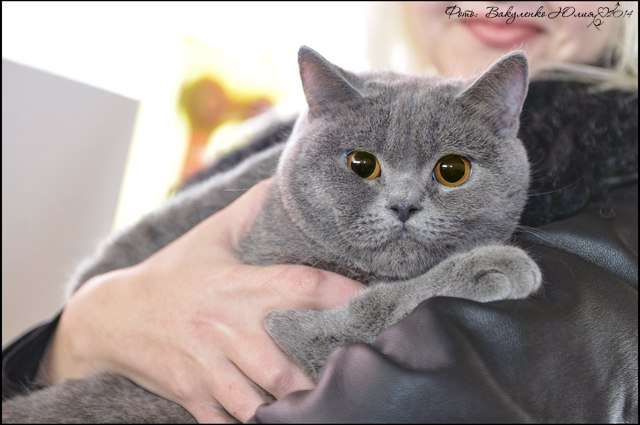 Британские котята Британские котята