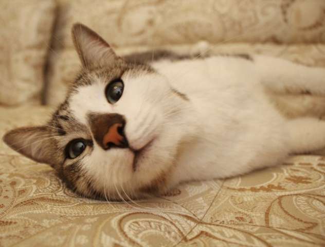 Ваше маленькое домашнее чудо!! Котик Петруша в дар! Ваше маленькое домашнее чудо!! Котик Петруша в дар!
