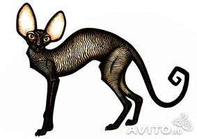 Корниш рекс - кудрявые котята. Корниш рекс - кудрявые котята.