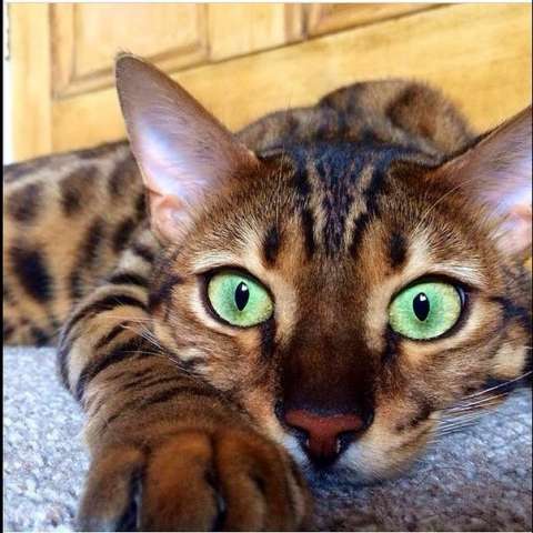 Бенгальские котята! bengal Бенгальские котята! bengal