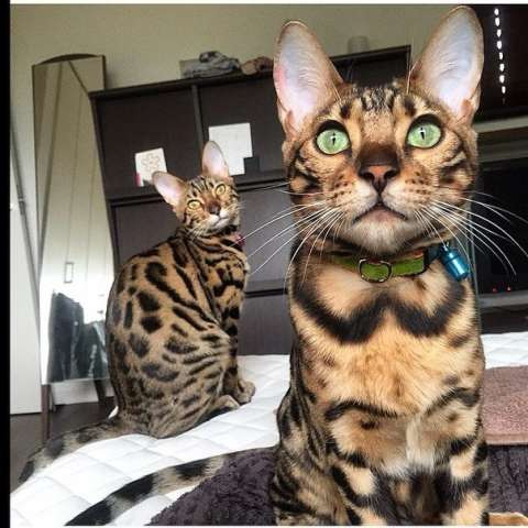 Бенгальские котята Бенгальские котята