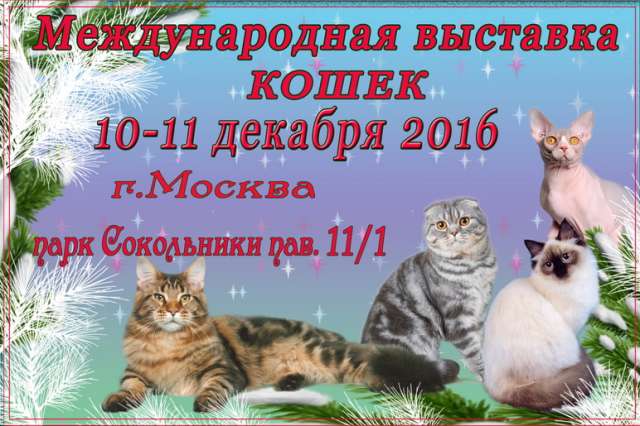 МЕЖДУНАРОДНАЯ ВЫСТАВКА КОШЕК, 10-11 декабря  2016