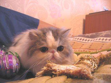 Кошка в Москве Кошка в Москве