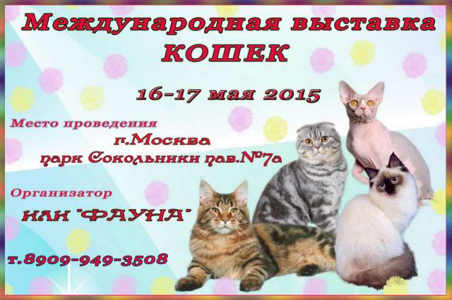 Выставка "КУБОК КОТ ИНФО", 16-17 мая Выставка "КУБОК КОТ ИНФО", 16-17 мая