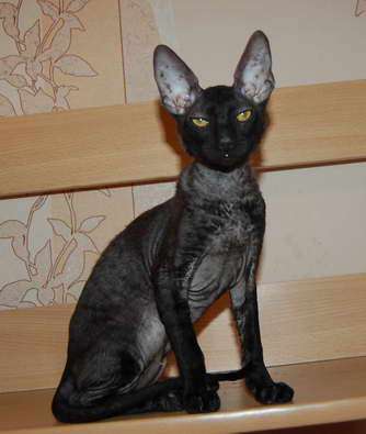 Корниш рекс - кудрявые котята. Корниш рекс - кудрявые котята.