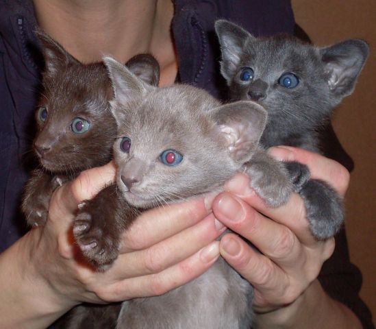 Ориентальные котята 1,5 мес. Ориентальные котята 1,5 мес.