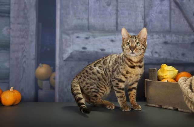 Продам бенгальского котенка Продам бенгальского котенка