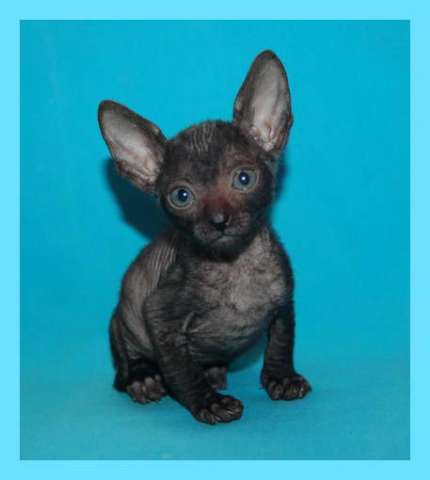 Корниш рекс - кудрявые котята. Корниш рекс - кудрявые котята.