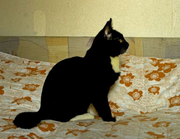 Котенок Фома - в дар. Котенок Фома - в дар.