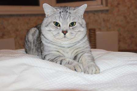 Британский кот для вязки в г. Зеленоград