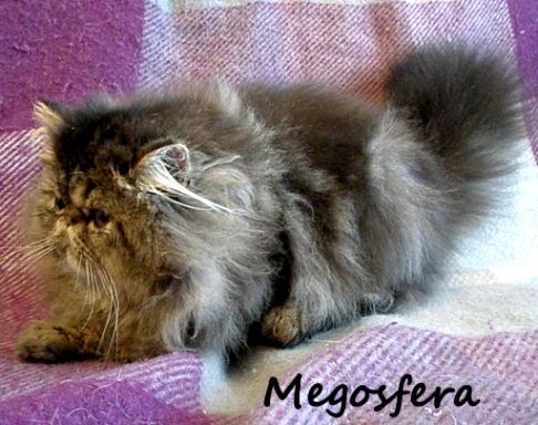 Персидский котик модного окраса Персидский котик модного окраса