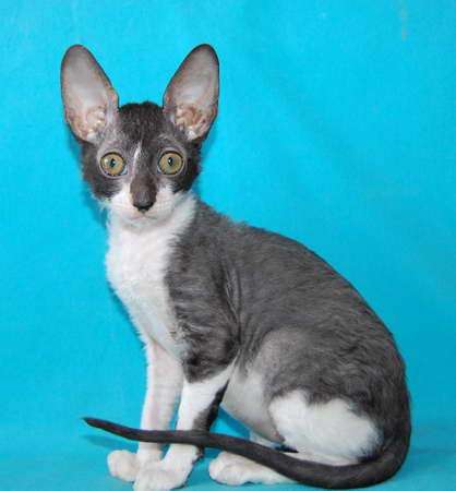 Корниш рекс - кудрявые котята. Корниш рекс - кудрявые котята.