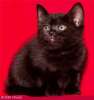 Британские плюшевые котята - самые стильные - черные медвежата!
