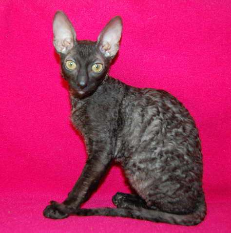 Корниш рекс - кудрявые котята. Корниш рекс - кудрявые котята.