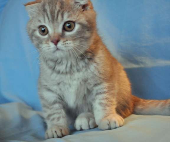 Шотландский вислоухий котик 2 мес. Шотландский вислоухий котик 2 мес.