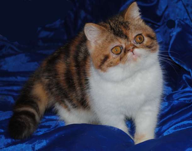 Экзотическая кошечка Экзотическая кошечка