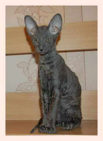 Корниш рекс - кудрявые котята. Корниш рекс - кудрявые котята.