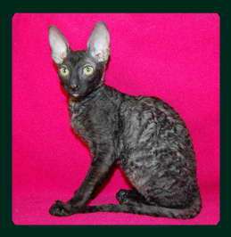 Корниш рекс - кудрявые котята. Корниш рекс - кудрявые котята.