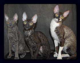 Корниш рекс - кудрявые котята. Корниш рекс - кудрявые котята.