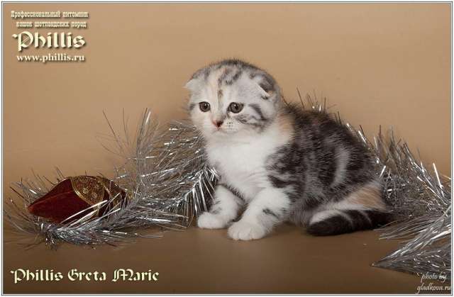 Котята породы шотландская вислоухая кошка Котята породы шотландская вислоухая кошка