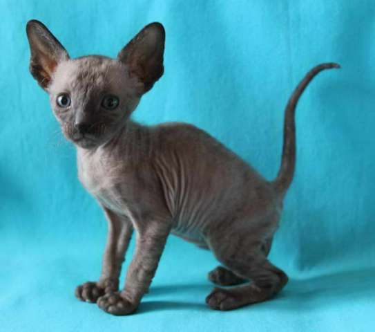 Корниш рекс - кудрявые котята. Корниш рекс - кудрявые котята.
