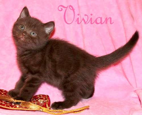 Британские шоколадные котята из питомника VIVIAN. Британские шоколадные котята из питомника VIVIAN.