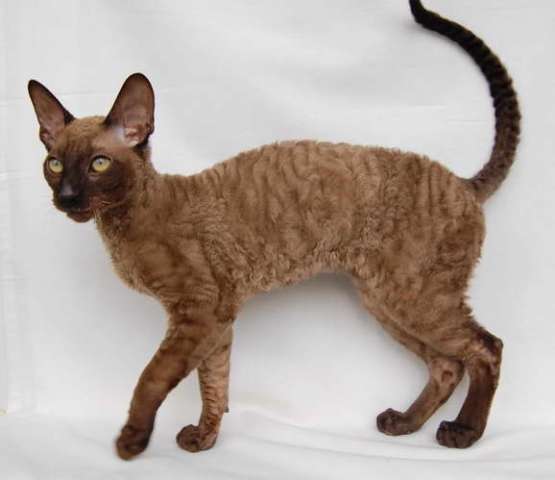 Корниш рекс - кудрявые котята. Корниш рекс - кудрявые котята.