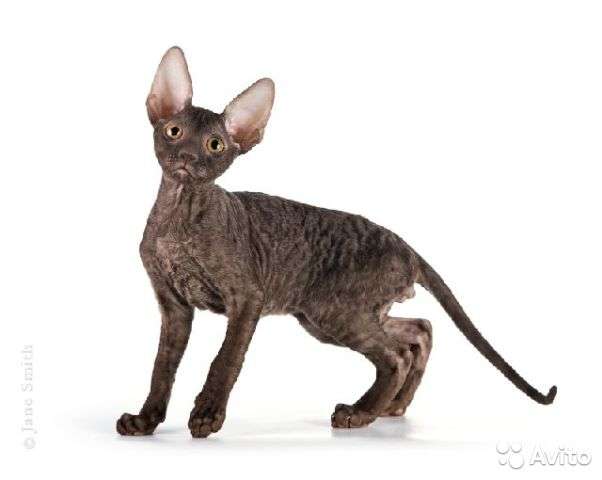 Корниш рекс АМЕРИКАНСКИЙ ТИП. Корниш рекс АМЕРИКАНСКИЙ ТИП.
