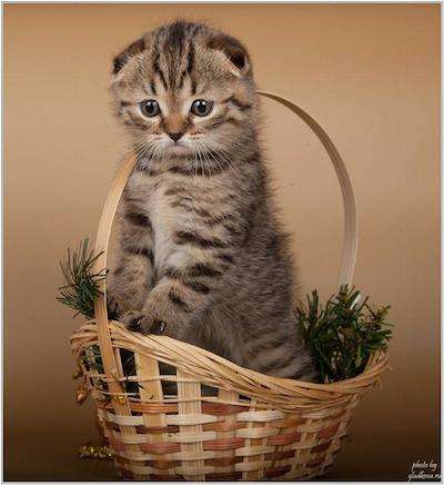 Шотландские котята Шотландские котята