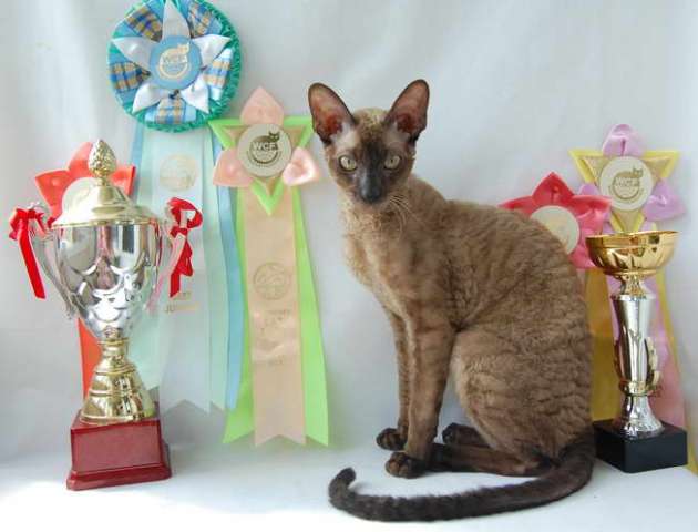 Корниш рекс - кудрявые котята. Корниш рекс - кудрявые котята.